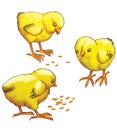 Three yellow chickens