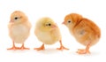 Three yellow chickens Royalty Free Stock Photo