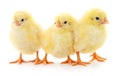 Three yellow chickens. Royalty Free Stock Photo