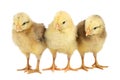 Three yellow chickens on a white background Royalty Free Stock Photo