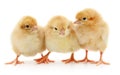 Three yellow chickens. Royalty Free Stock Photo