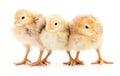 Three yellow chickens. Royalty Free Stock Photo