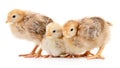 Three yellow chickens. Royalty Free Stock Photo