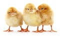 Three yellow chickens. Royalty Free Stock Photo