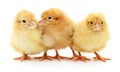 Three yellow chickens. Royalty Free Stock Photo