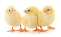 Three yellow chickens. Royalty Free Stock Photo