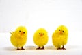 Three Yellow Chicks