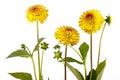 Three yellow chrysantemum isolated on white