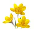 Three Yellow Crocus Royalty Free Stock Photo