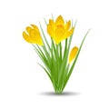 Three yellow crocus blooming flowers on white. Spring colorful plants with buds close up. Crocus flowers signs for greeti