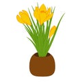 Three yellow crocus in brown pot isolated on white background. Bouquet with crocus. Vector illustration Royalty Free Stock Photo