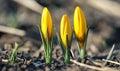 Three Yellow Crocus Buds Emerging from Soil Royalty Free Stock Photo