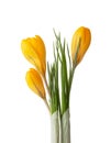 Three yellow Crocus buds isolated on white background Royalty Free Stock Photo