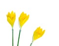 Three yellow crocus flowers Royalty Free Stock Photo