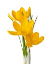 Three yellow crocus flowers. Royalty Free Stock Photo