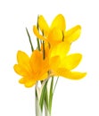 Three yellow Crocus flowers  isolated on white background Royalty Free Stock Photo