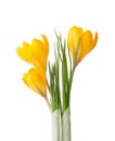 Three yellow Crocus flowers  isolated on white background Royalty Free Stock Photo