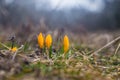 Three yellow crocus from the Macin Mountains - spring flower Royalty Free Stock Photo