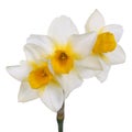 Three yellow-cupped white jonquil flowers