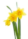 Three yellow daffodil flowers Royalty Free Stock Photo