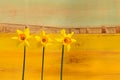 Three Yellow Daffodil flowers - Narcissus Royalty Free Stock Photo