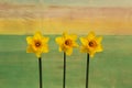 Three Yellow Daffodil flowers - Narcissus Royalty Free Stock Photo