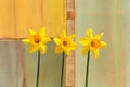 Three Yellow Daffodil flowers - Narcissus Royalty Free Stock Photo