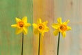 Three Yellow Daffodil flowers - Narcissus Royalty Free Stock Photo