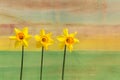 Three Yellow Daffodil flowers - Narcissus Royalty Free Stock Photo