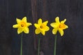 Three Yellow Daffodil flowers - Narcissus Royalty Free Stock Photo