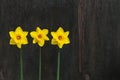 Three Yellow Daffodil flowers - Narcissus Royalty Free Stock Photo