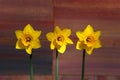 Three Yellow Daffodil flowers - Narcissus Royalty Free Stock Photo