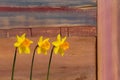 Three Yellow Daffodil flowers - Narcissus Royalty Free Stock Photo