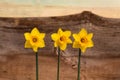 Three Yellow Daffodil flowers - Narcissus Royalty Free Stock Photo