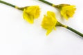 Three yellow daffodil flowers Royalty Free Stock Photo
