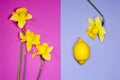 Three yellow daffodils on a crimson background. Lemon and one yellow daffodil on a blue background. Royalty Free Stock Photo