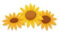 Three yellow daisies over white background, Vector illustration Royalty Free Stock Photo
