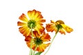 three yellow daisy flower on a white background.