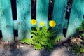 Three Yellow Dandelion Over Old Green Wooden Fence Background. Royalty Free Stock Photo