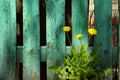 Three Yellow Dandelion Over Old Green Wooden Fence Background. Royalty Free Stock Photo