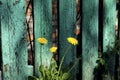 Three yellow dandelions on a background of a stupidly flaky green painted fence made of planks. Royalty Free Stock Photo