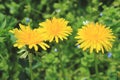 Three yellow-orange dandelions