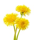 Three yellow dandelions isolated on a white background