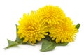 Three yellow dandelions Royalty Free Stock Photo