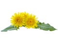 Three yellow dandelions with leaves isolated on white background. Royalty Free Stock Photo