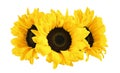 Three yellow decorative sunflowers