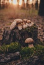 Three yellow ducklings basking each other Royalty Free Stock Photo