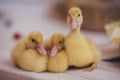 Three yellow ducklings basking each other Royalty Free Stock Photo