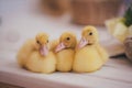 Three yellow ducklings basking each other Royalty Free Stock Photo