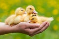 Three yellow ducklings in the hands, a newborn poultry Royalty Free Stock Photo
